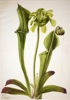 Green Pitcherplant (Sarracenia orephila), 1933. Creator: Mary Vaux Walcott.