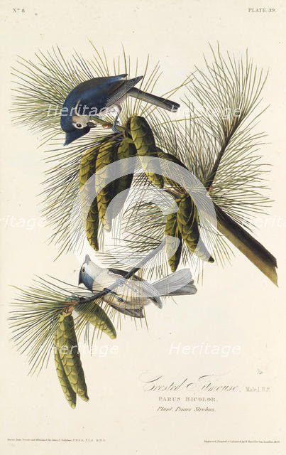 The black-crested titmouse. From "The Birds of America", 1827-1838. Creator: Audubon, John James (1785-1851).