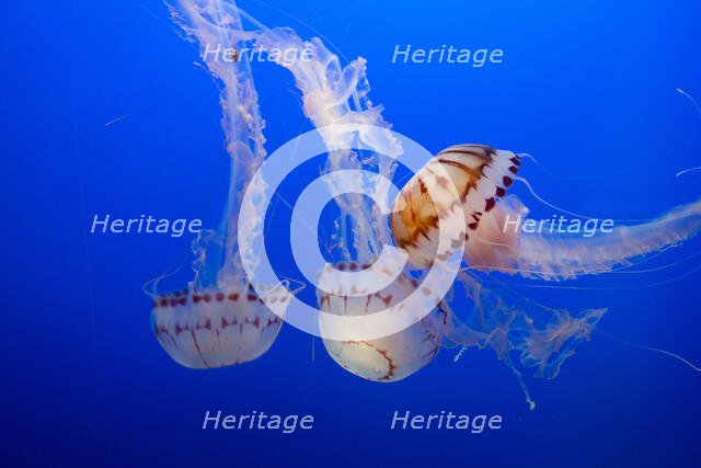Jellyfish, Monterey Bay Aquarium, Monterey, California, USA, 2022. Creator: Ethel Davies.