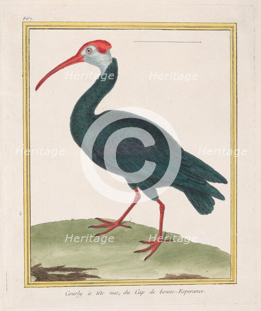 Courly à tête nu, du Cap de bonne Esperance (Bald Ibis from the Cape of Good Hope), 1770-86. Creator: François Nicolas Martinet.