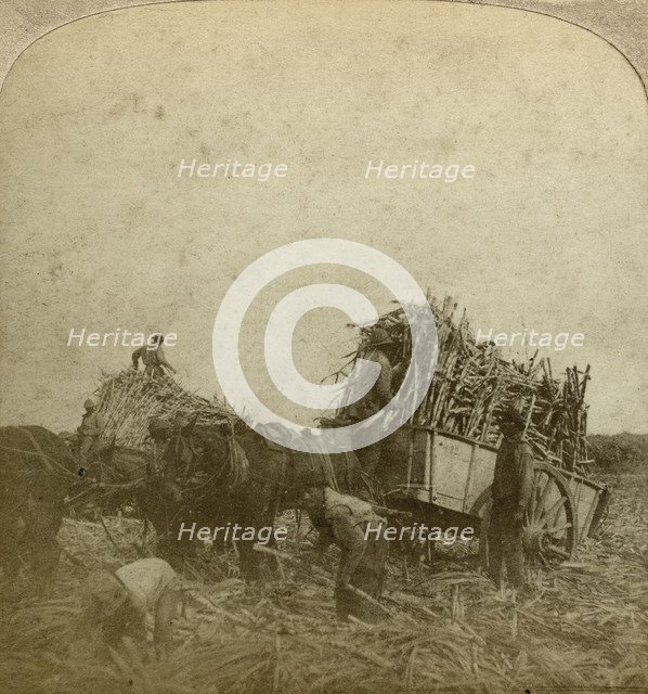 Loading cane, sugar plantation, Louisiana, USA.Artist: Underwood & Underwood