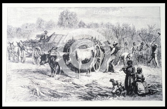 Harvesting sugar cane in a Louisiana plantation, engraving.