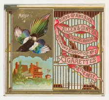 Magpie, from the Birds of America series (N37) for Allen & Ginter Cigarettes, 1888. Creator: Allen & Ginter.