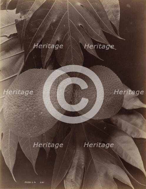Bread Fruit, 1870. Creator: S. Slinn & Co..