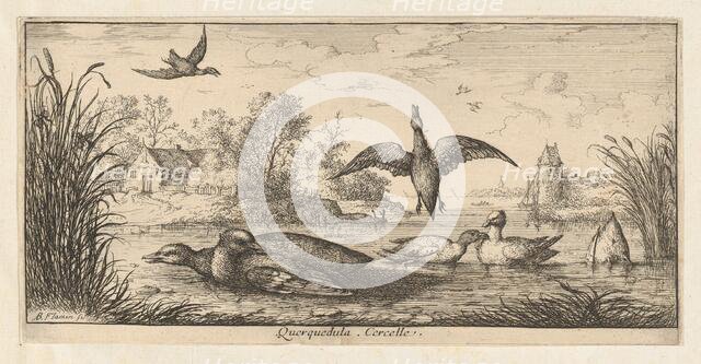 Querquedula, Cercelle (The Teal): Livre d'Oyseaux (Book of Birds), 1655-1660. Creator: albert flamen.