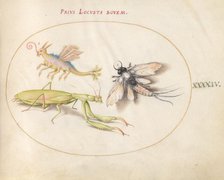 Plate 44: Mantis and Mayfly with an Imaginary Insect, c. 1575/1580. Creator: Joris Hoefnagel.