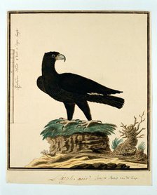 Aquila verreauxii (Verreaux's eagle), 1777-1786. Creator: Robert Jacob Gordon.