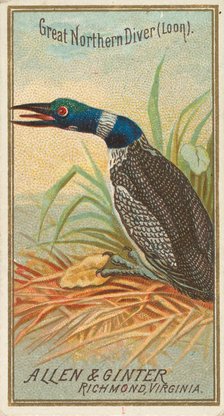 Great Northern Diver (Loon), from the Birds of America series (N4) for Allen & Ginter Ciga..., 1888. Creator: Allen & Ginter.