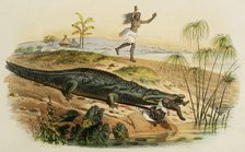 Nile crocodile attacking a child, 1856. Creator: Edouard Travies.