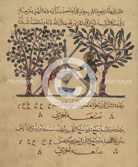 Single Leaf from the Arabic Version of Dioscorides' De materia medica, Rajab 621 AH/AD 1224. Creator: Unknown.