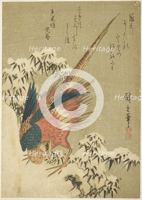 A Golden Pheasant amid Snow-Covered Bamboo on a Steep Hillside, c. 1840. Creator: Ando Hiroshige.