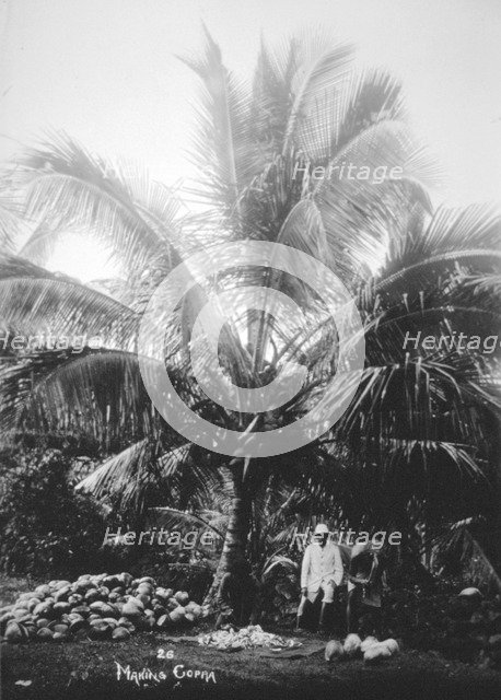 Making copra, Solomon Islands, Fiji, 1905. Artist: Unknown