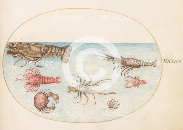 Animalia Aqvatilia et Cochiliata (Aqva): Plate XLV, c. 1575/1580. Creator: Joris Hoefnagel.