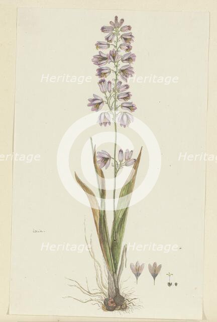 Ixia polystachya L. (Cornlily), 1777-1786. Creator: Robert Jacob Gordon.