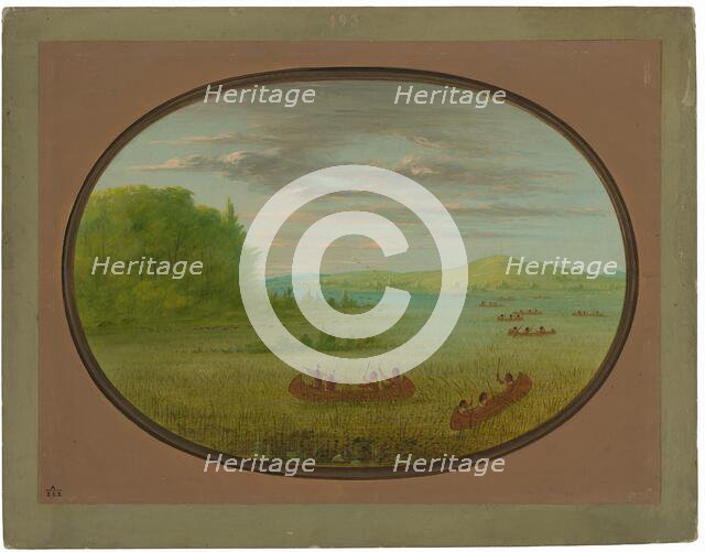 Gathering Wild Rice - Winnebago, 1861/1869. Creator: George Catlin.
