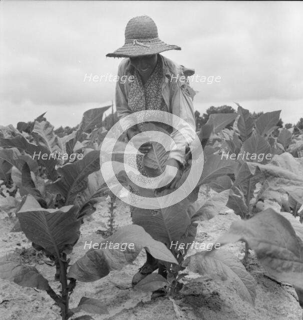 Daughter of Negro sharecropper goes up and...the tobacco, Wake County, North Carolina, 1939. Creator: Dorothea Lange.