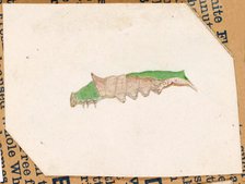 Oak Leaf Edge Caterpillar..., early 20th century. Creator: Gerald H. Thayer.