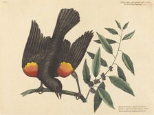 The Red Winged Starling (Oriolus phoeniceus), published 1754. Creator: Mark Catesby.