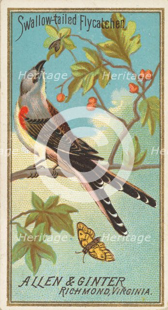 Swallow-tailed Flycatcher, from the Birds of America series (N4) for Allen & Ginter Cigare..., 1888. Creator: Allen & Ginter.