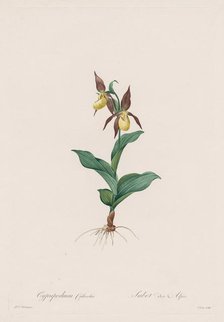 Les Liliacées: Cypripedium calceolus, 1802-1816. Creator: Henry Joseph Redouté (French, 1766-1853).