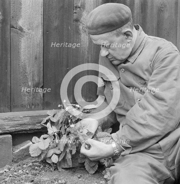 A man picks wild strawberries, Sweden, October, 1961. Artist: Unknown