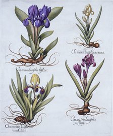 Variegated Dwarf Bearded Iris, Mauve Dwarf Bearded Iris, Cream Coloured Dward Bearded Iris, Blue Swa