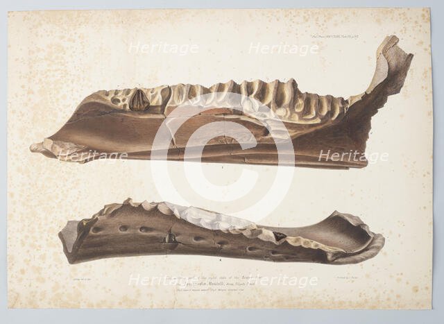 The anterior part of the right side of the Lower Jaw of the Iguanodon Mantelli from Tilgate..., 1848 Creator: Joseph Dinkel.