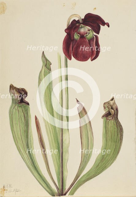Hybrid Pitcherplant (Sarracenia rubra xs purpurea venosa), 1920. Creator: Mary Vaux Walcott.