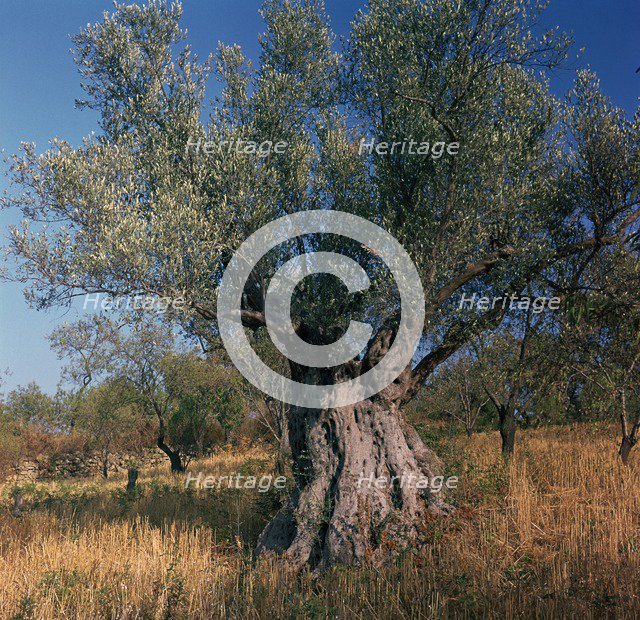 Olive tree in Sicily. Artist: Unknown