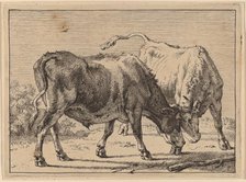 Two Oxen Fighting, 1650. Creator: Paulus Potter.