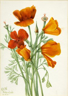 California Poppy (Eschscholtzia californica), 1935. Creator: Mary Vaux Walcott.