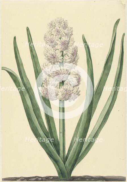 The pinkish white hyacinth State General, 1734. Creator: Abraham Hendrik Van Beesten.