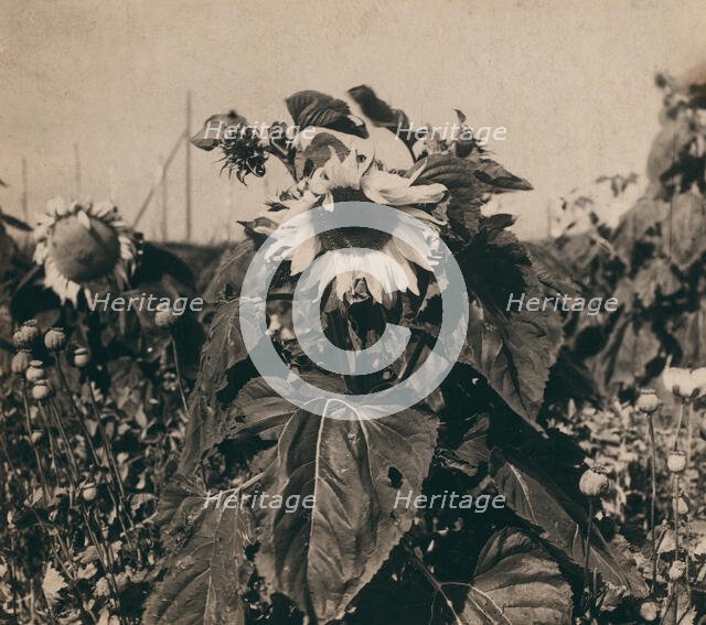 Sunflower, 1910. Creator: Sergey Mikhaylovich Prokudin-Gorsky.