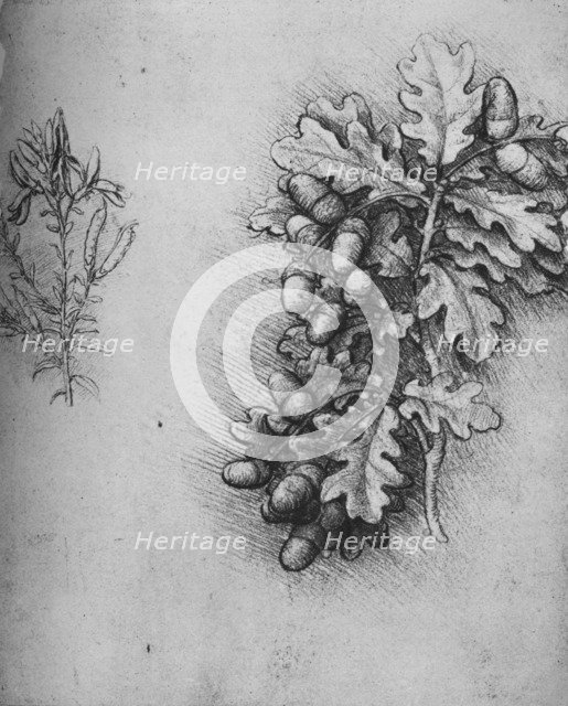 'Oak-Leaves with Acorns and Dyer's Greenweed', c1480 (1945). Artist: Leonardo da Vinci.