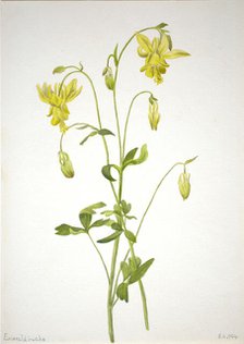 Untitled--Plant Study, 1904. Creator: Mary Vaux Walcott.