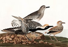 Black Bellied Plover, Charadrius Helveticus, 1845.