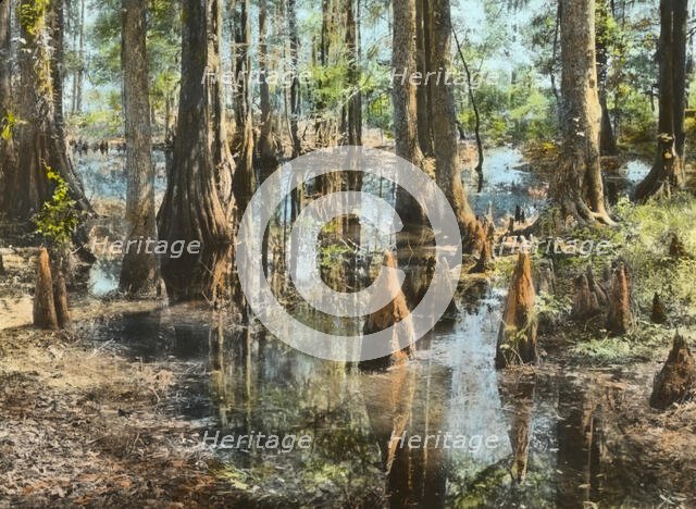 "Magnolia Plantation," 3550 Ashley River Road, Charleston, South Carolina, 1928. Creator: Frances Benjamin Johnston.