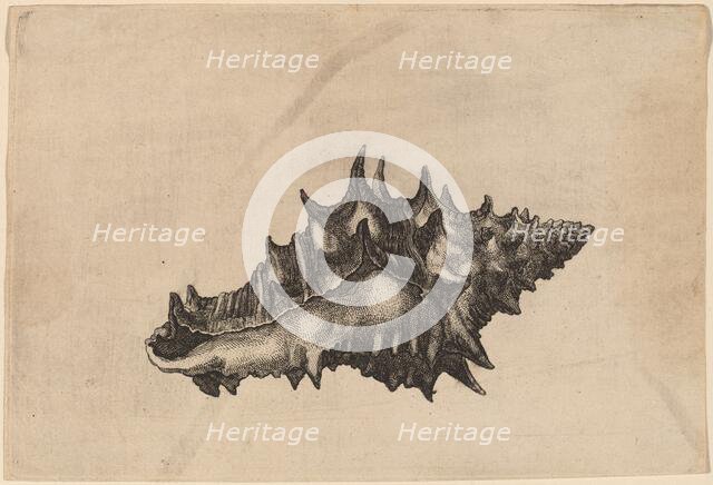 Shell (Vasum ceramicum), c. 1645. Creator: Wenceslaus Hollar.