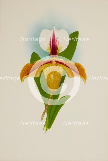 Orchid: Cypridium Illesbre, 1907. Creator: Frederick William Bolas.