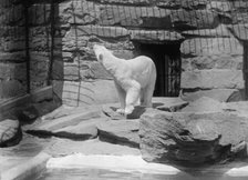 Zoo, Washington, D.C.: Bears, 1916. Creator: Harris & Ewing.