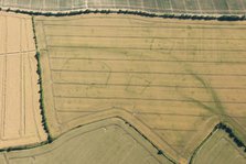 Crop marks, Wistow, Cambridgeshire, 2015. Creator: Damian Grady.