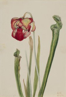 Drummond Pitcherplant (Sarracenia drummondii), 1921. Creator: Mary Vaux Walcott.