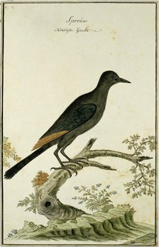 Onychognathus morio (Red-winged starling), 1777-1786. Creator: Robert Jacob Gordon.