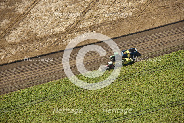 Harvesting, Glinton, Peterborough, Cambridgeshire, c2010s(?). Artist: Damian Grady.
