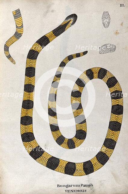 A poisonous snake, yellow in colour, with broad grey cross-banded markings: includes a ..., 1795. Creator: Patrick Russell.