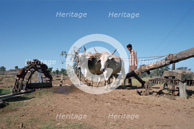 Persian water wheel, Rajasthan, India. 