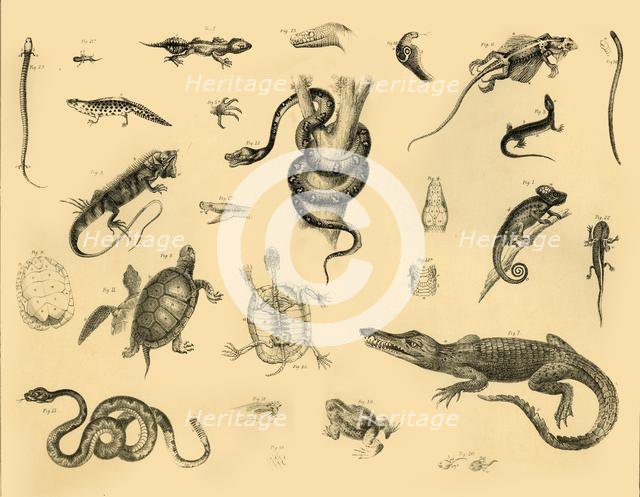 'Reptiles', c1910. Creator: Unknown.