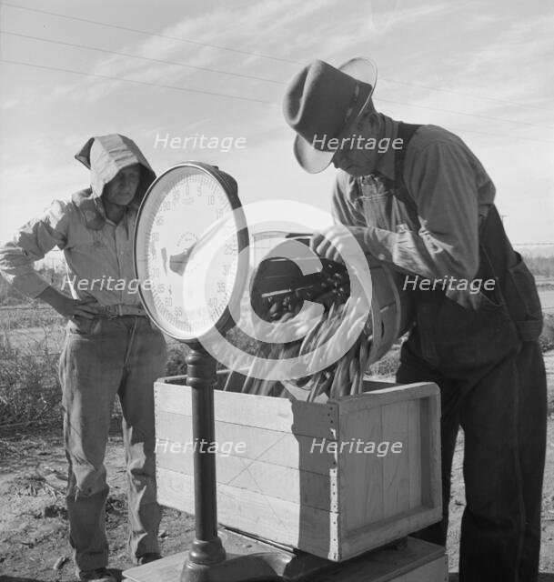 Open air food factory - weighing in peas, California, 1939. Creator: Dorothea Lange.