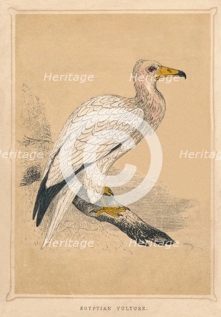 'Egyptian Vulture', (Neophron percnopterus), c1850, (1856). Artist: Unknown.