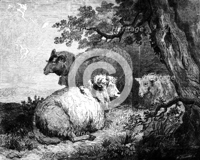 "Sheep", by Morland, in the International Exhibition, 1862. Creator: W Thomas.